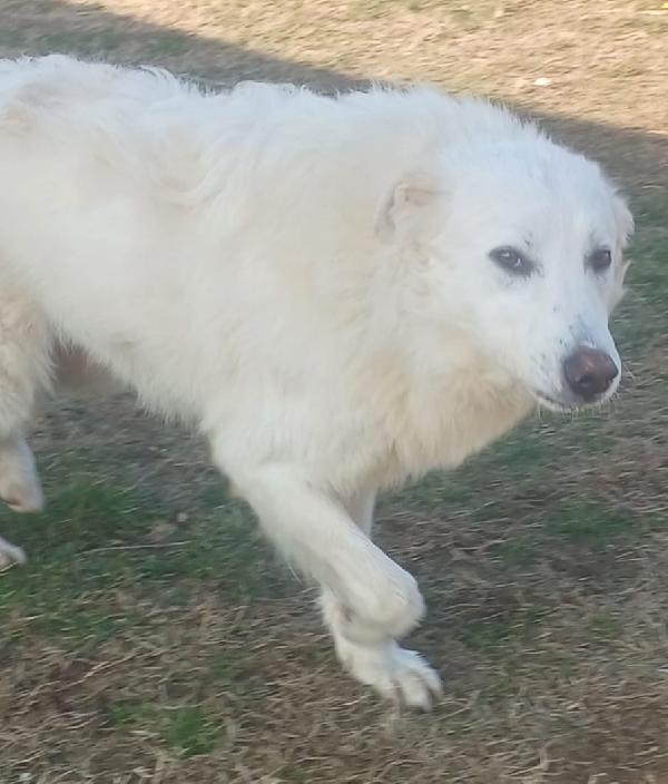 SNIPPER carattere da pastore maremmano (settembre ‘22) Foto 8